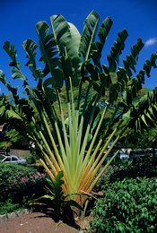 Comoros-Archipelago;-France;-Garden;-Indian-Ocean;-Kaleidos;-Kaleidos-images;-La-parole-à-limage;-Laurent-Abad;-Mayotte;-Ravenala;-Stories-Pictures;-Travellers-palm;-Tropical-plant;-Vegetation